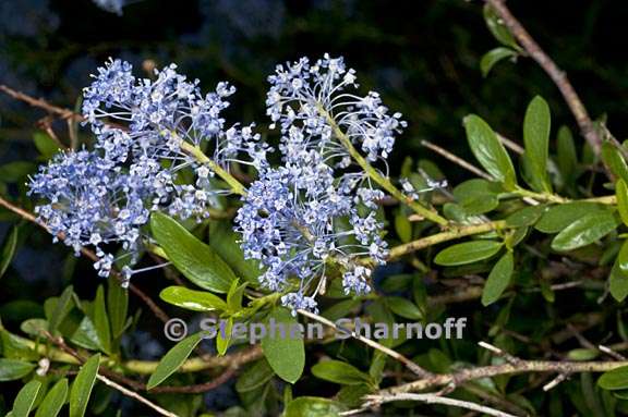 ceanothus parvifolius 2 graphic